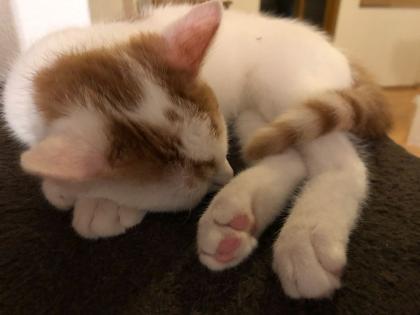 Kater immer noch gesucht - seit 08 2022