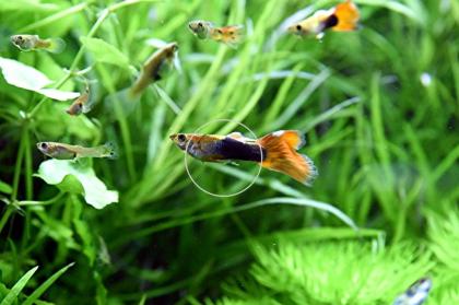 Guppy Mixe, AKTION, 7, 50Euro/ 6 Stck. Versand/ Abholung