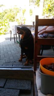 Wunderschöne Rottweilerhündin sucht neue Couch
