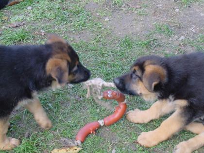 Reinrassige dt. Schäferhundwelpen zu verkaufen