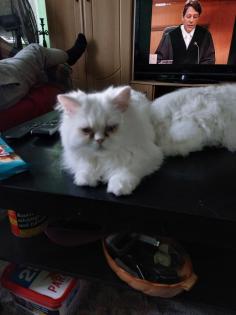 2 kleine Persa Katzen zuverkaufen