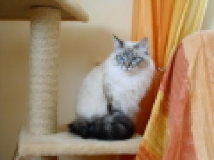 Arctic Shadows sib. Katzen Neva Masquarade Hobbyzucht