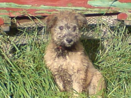 Pumi ungarischer Hütehund