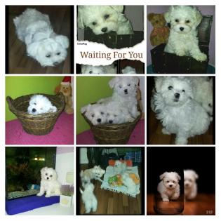 Malteser Welpen entwurmt, geimpft, gechipt