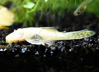 Gold-/ Albinowels, Versand