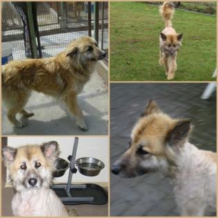 Miley, super liebe Colliemischlings-Dame sucht ein Zuhause