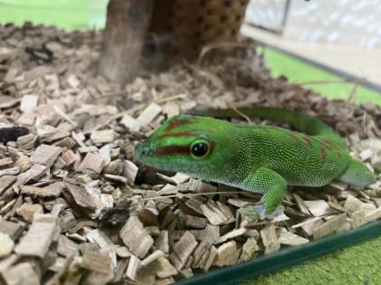 Phelsuma Grandis Männlein
