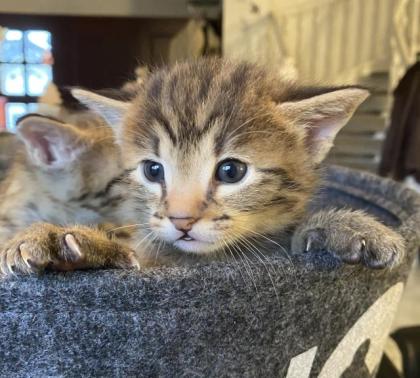 Wir haben immer mal wieder sehr Typvolle Savannah Kitten abzugeben.