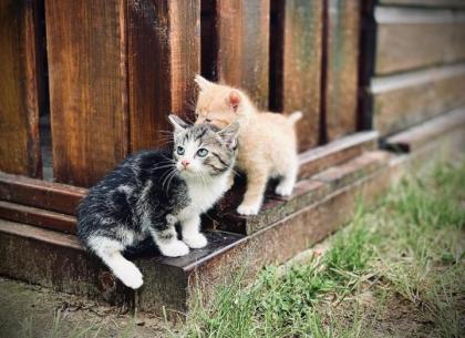 Kitten Bildhübsche Kätzchen