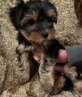 Yorkshire Terrier Welpen ab sofort zu haben