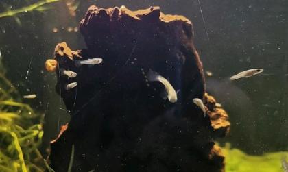 Endler Guppy Babys Jungtiere