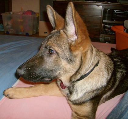 Reinrassiger Schäferhund Rüde ohne Papiere