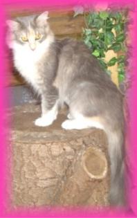 Norwegisches Waldkatzenmädchen Jungtier blue/torbie/white sehr verschmußt