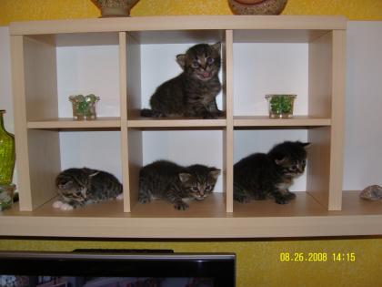 3 süse BKH EKH mix Kitten suchen neues Zuhause