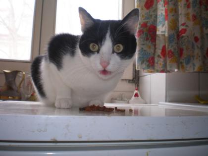 Verschmuster junger Kater