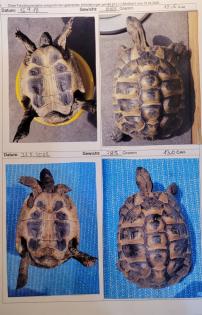 Adulter Griechischer Landschildkröten-Bock 2007 abzugeben