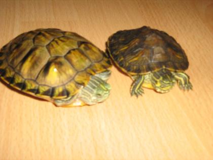 2 Wasserschildkröten Aquarium mit Zubehör