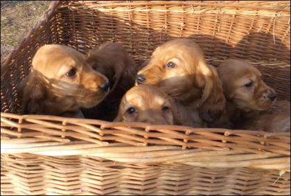 Englisch Cocker Spaniel Welpe rotbraun