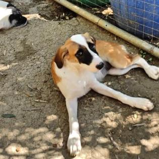 Lagatha sucht ein passendes Zuhause
