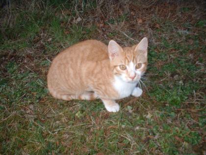 Kater in Chemnitz vermisst