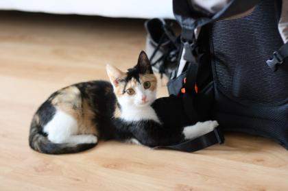 2 Katzen zu vergeben