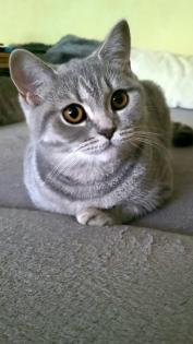 Wunderschöne BKH Katze