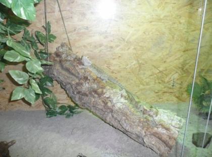 Bartagame w Terrarium 2 x 0, 8m