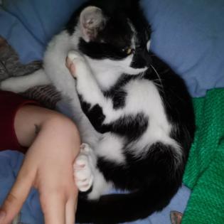 Allergienotfall Verschmuste, freundliche Katze
