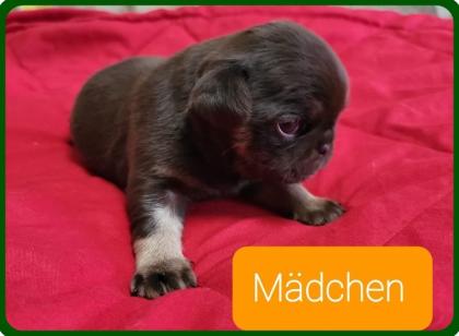 Altdeutsche Mops Welpen