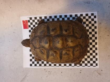 Griechische Landschildkröten abzugeben