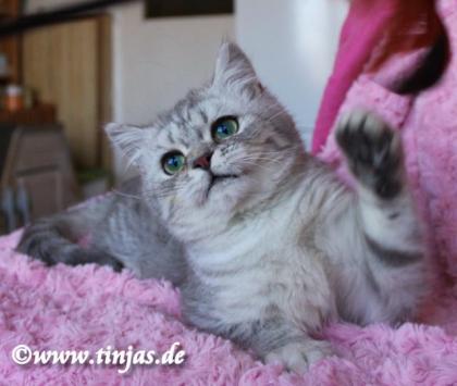 Britisch Kurzhaar Kater in blue silver tabby