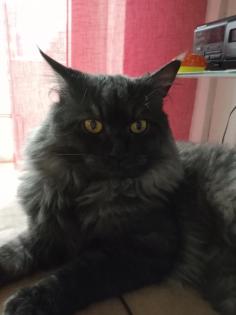 Deckkater MaiCoon Perser Mischling