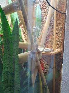 Phelsuma Klemmeri Taggeck mit Terrarium und Technik