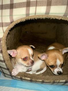 Zwei Chihuahua Welpen