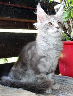 Maine Coon Katerchen aus seriöser Hobbyzucht mit Stammbaum