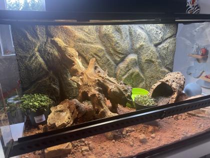 Exo Terra Terrarium Komplett ausgestattet