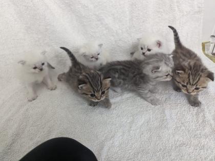 Sechs süße BKH Kitten geb. 06. 05. 23 suchen ab Ende Juli ein neues Zuhause