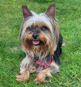 Nolly - Yorkshire-Terrier - weiblich 6 Jahre 20 cm 2 kg Gechipt Kastriert