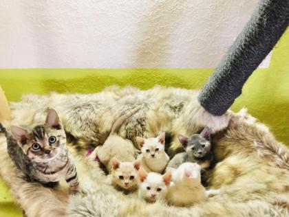 German Rex Kitten kaum haarend