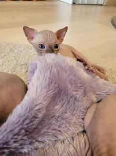 Canadische Sphynx Kitten