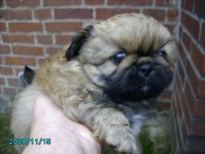 Pekinese Welpe 300Euro