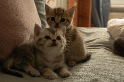 Süße BKH Kitten, British Kurzhaar Katzenbabys