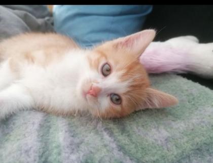 Kitten Kätzchen geb 25. 05.