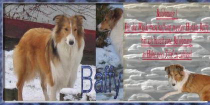 Belohnung wer meine Collie Hündin Baffy wiederbeschaft