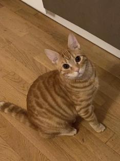 Bengal-BKH Mix Kater mit 11 Monate