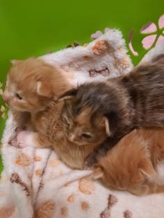 Maine Coon Kitten ab der 12 Woche