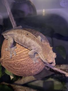 Terrarium und Kronengecko mit komplettem Zubehör