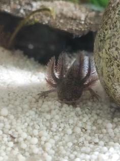Axolotl jungtiere suchen ein neues Zuhause
