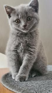 BKH reinrassige weibliche Kitten