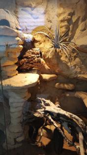 Leopardgeckos in liebevolle Hände abzugeben